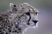 PSI00162_DxO_DxO-Bearbeitet