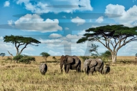 group-elephants-walking-dry-grass-wilderness.jpg-6-19-11-743-PM