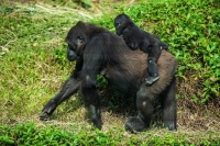 pexels-klub-boks-15080709