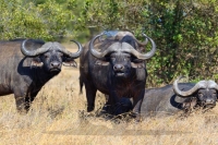 wild-african-buffalos