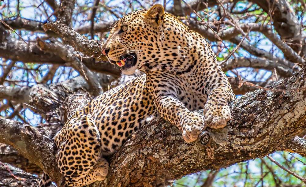 african-leopard-sitting-tree-looking-around-jungle.jpg 6-19-04-015 PM