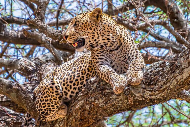 african-leopard-sitting-tree-looking-around-jungle.jpg 6-19-04-015 PM