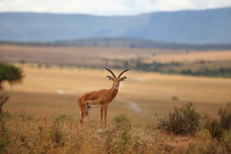 beautiful-deer-grass-covered-hill-with-blurred-jungle