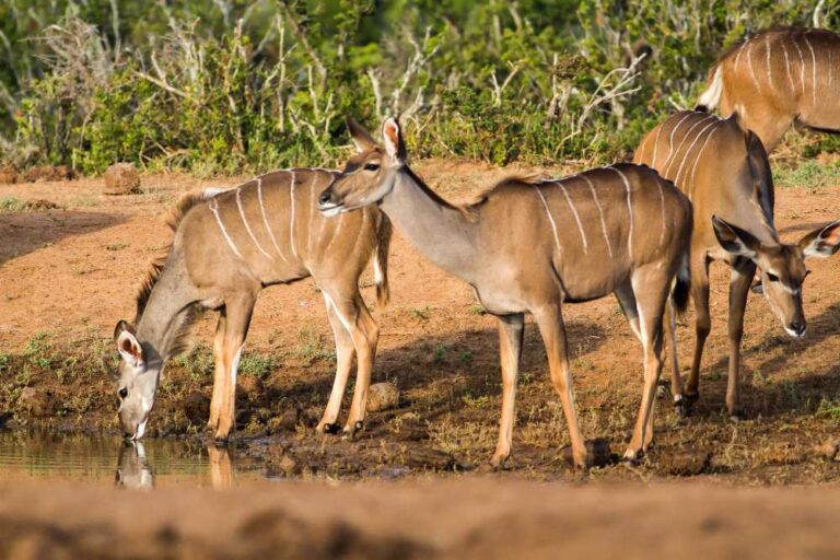 beautiful-shot-wild-african-antelopes-near-lake.jpg 6-19-06-706 PM