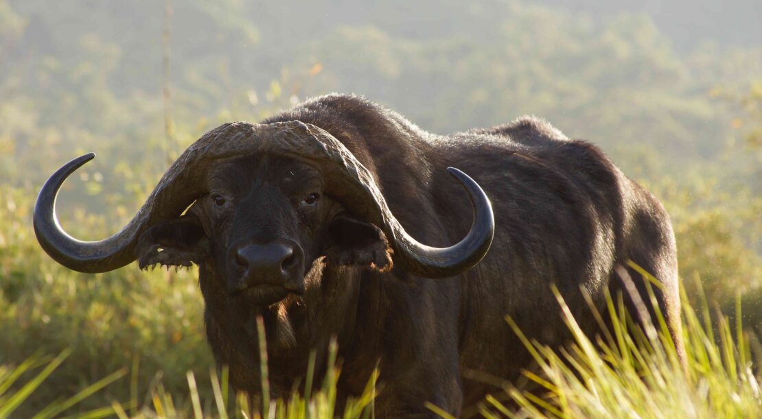 buffalo (3)