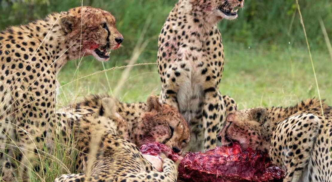 cheetahs-hunting (3)