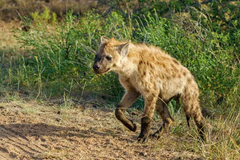 closeup-shot-spotted-hyena-walking-green-field-sunny-weather.jpg 6-19-05-413 PM