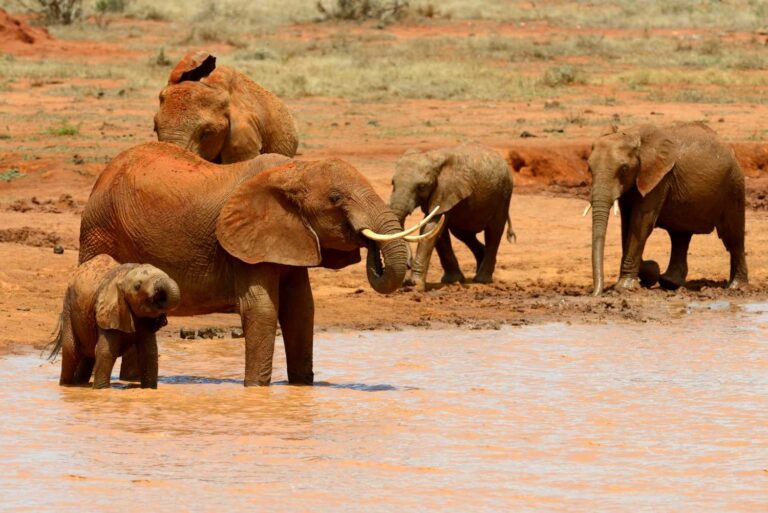 elephant-national-park-kenya-africa