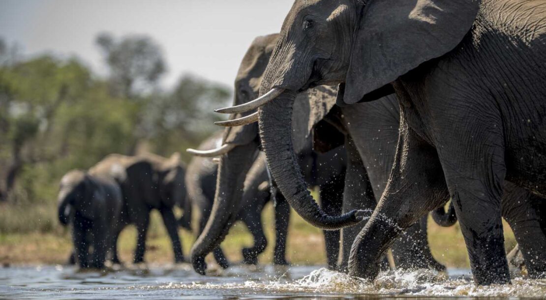 elephants-drinking-water