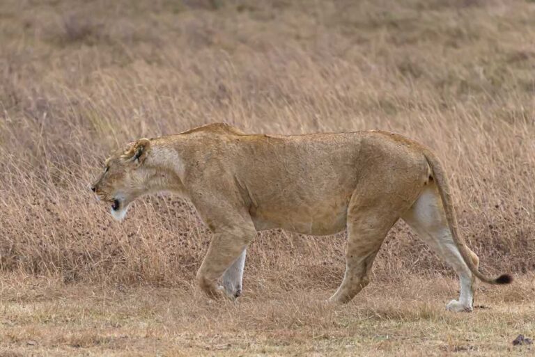 female-lion-walking-grassy-field-during-daytime.jpg 6-19-09-072 PM