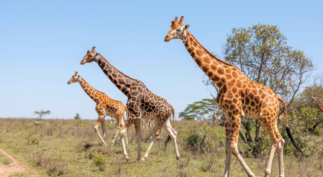 giraffes-herd-savannah