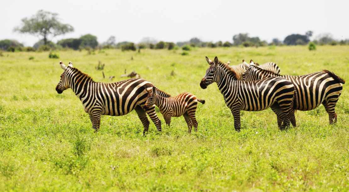 group-zebras-grazing-tsavo-east-national-park-kenya-africa