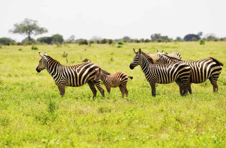 group-zebras-grazing-tsavo-east-national-park-kenya-africa