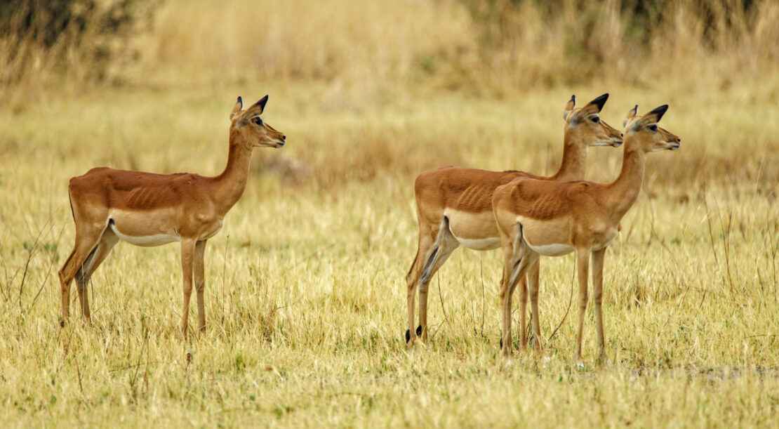 herd-deer-walking-grassy-field-nature-with-blurry-background