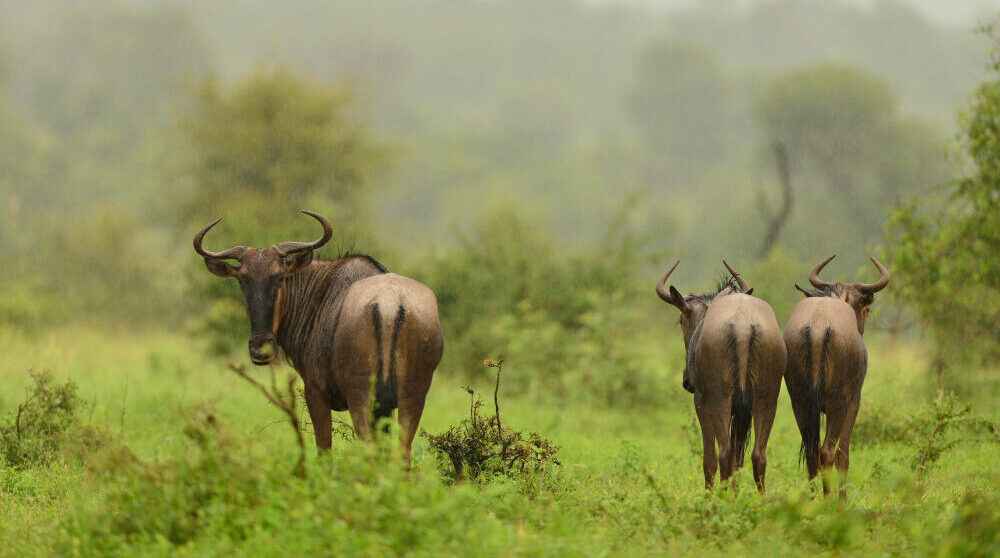 herd-wildebeest-walking-away-grass-covered-fields-jungle.jpg 6-19-11-812 PM