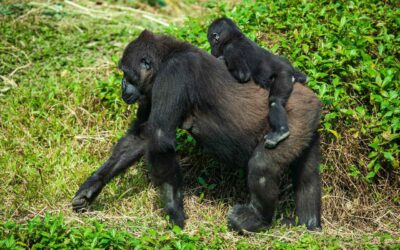 4 Day Holiday in Uganda – Gorilla Trekking Bwindi Forest