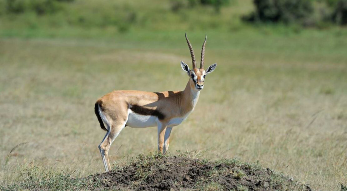 thomson-s-gazelle-savanna-africa