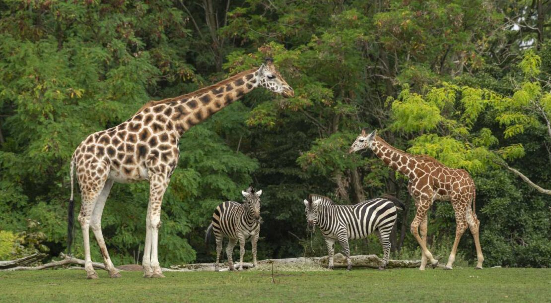 wide-shot-baby-giraffe-near-its-mother-two-zebras-with-green-trees