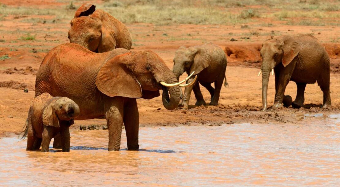 elephant-national-park-kenya-africa