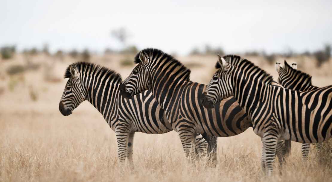 herd-zebras-standing-savanna-field