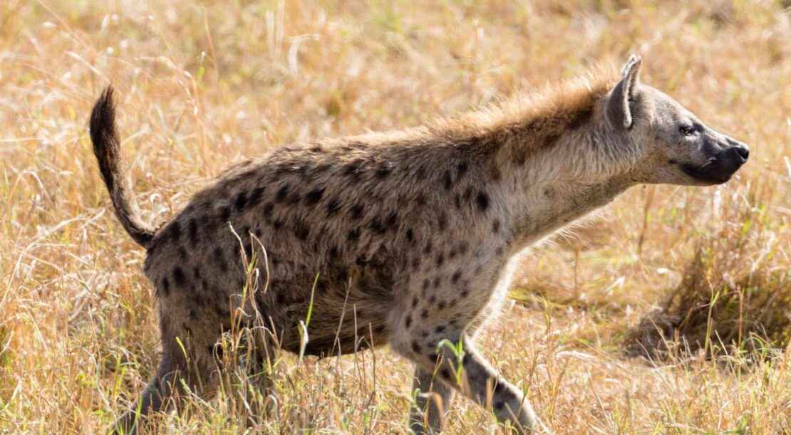 hyena (5)