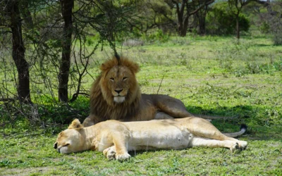 12 Day Wildlife Safari and Zanzibar Beach Escape