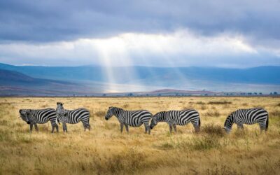 Ngorongoro Crater Tour