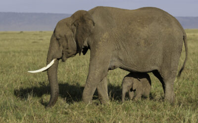 18 Days Wildlife Experience and Zanzibar Beach Holiday