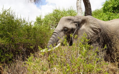 A Day Trip Tarangire National Park