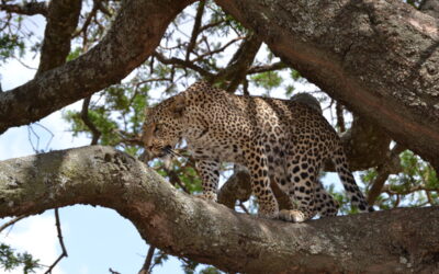 7 Days Wildlife Camping Safari