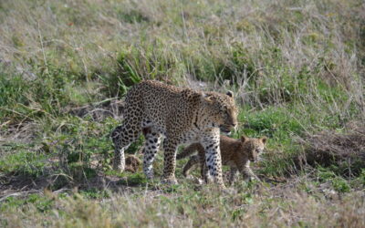12 Days Northern and Southern Safari Circuit Trip