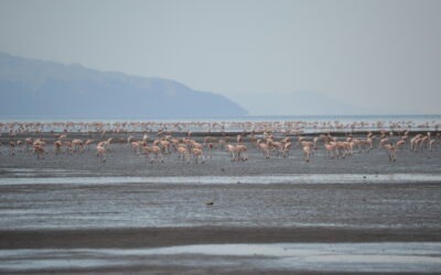 5 Days Natron Camping Safari