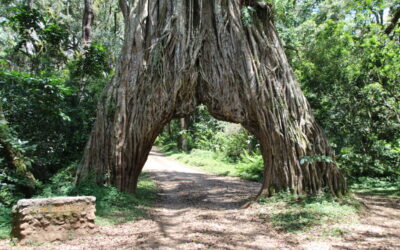 Arusha N. Park & Nature Walk