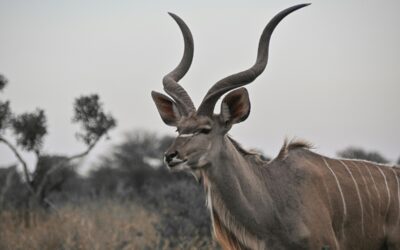 7 Days Tanzania – Southern Safari Circuit