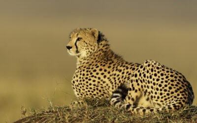 7 Days Southern Tanzania Safari