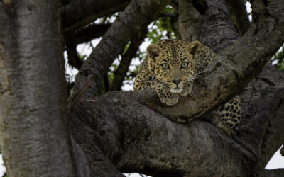 7 Days Wildlife Safari