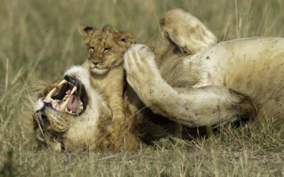 7 Days Wildlife Safari