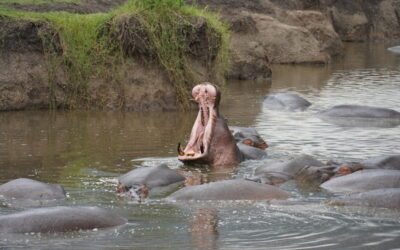 12 Days Tanzania Safari – Southern & Northern Safari Circuit